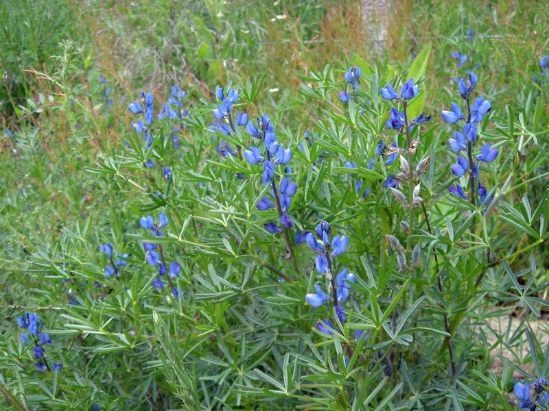 Lupinus angustifolius photo